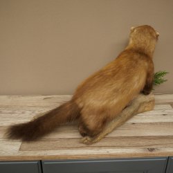 Marten, Stone Marten, Taxidermy Specimen, Freestanding Decoration, Height 33 cm, Taxidermy Specimen 89.5.255