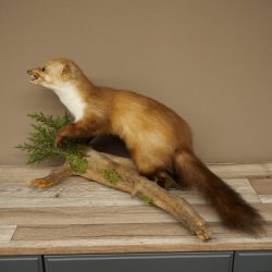 Marten, Stone Marten, Taxidermy Specimen, Freestanding Decoration, Height 33 cm, Taxidermy Specimen 89.5.255