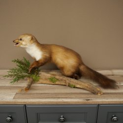 Marten, Stone Marten, Taxidermy Specimen, Freestanding Decoration, Height 33 cm, Taxidermy Specimen 89.5.255
