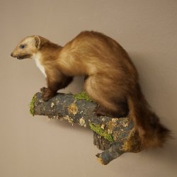 Martre, martre des rochers, spécimen empaillé, décoration, hauteur 33 cm, spécimen empaillé 89.5.256