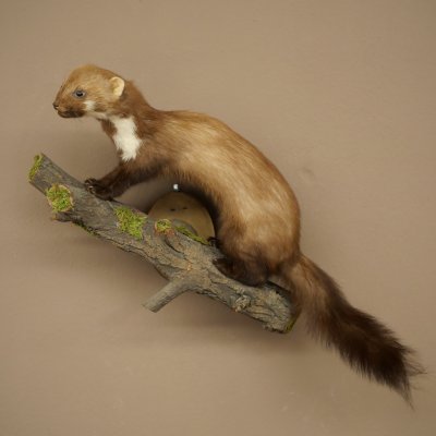 Marten (Stone Marten) Taxidermy Specimen, Decorative, Height 34 cm, Taxidermy Specimen 89.5.257