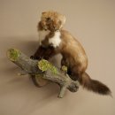 Marten (Stone Marten) Taxidermy Specimen, Decorative, Height 34 cm, Taxidermy Specimen 89.5.257