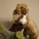 Marten (Stone Marten) Taxidermy Specimen, Decorative, Height 34 cm, Taxidermy Specimen 89.5.257