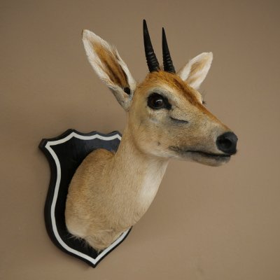 Kronendrucker HL 10 cm Kopf Präparat Haupt Antilope 95.14.29