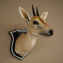 Kronendrucker HL 10 cm Kopf Präparat Haupt Antilope...