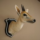 Kronendrucker HL 10 cm Kopf Präparat Haupt Antilope...