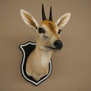 Kronendrucker HL 10 cm Kopf Präparat Haupt Antilope 95.14.29