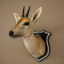 Kronendrucker HL 10 cm Kopf Präparat Haupt Antilope 95.14.29