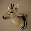 Kronendrucker HL 10 cm Kopf Präparat Haupt Antilope 95.14.29