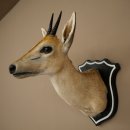 Kronendrucker HL 10 cm Kopf Präparat Haupt Antilope 95.14.29