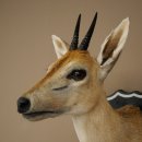 Kronendrucker HL 10 cm Kopf Präparat Haupt Antilope 95.14.29
