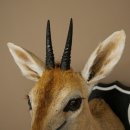 Kronendrucker HL 10 cm Kopf Präparat Haupt Antilope 95.14.29