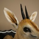 Kronendrucker HL 10 cm Kopf Präparat Haupt Antilope 95.14.29