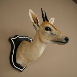 Kronendrucker HL 10 cm Kopf Präparat Haupt Antilope 95.14.29