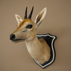 Kronendrucker HL 10 cm Kopf Präparat Haupt Antilope 95.14.29
