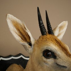 Kronendrucker HL 10 cm Kopf Präparat Haupt Antilope 95.14.29