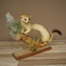 Ermine Weasel Winter/Summer Coat Molting Height 26 cm Taxidermy Specimen 89.1.58