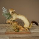 Ermine Weasel Winter/Summer Coat Molting Height 26 cm Taxidermy Specimen 89.1.58