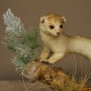 Ermine Weasel Winter/Summer Coat Molting Height 26 cm Taxidermy Specimen 89.1.58