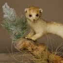 Ermine Weasel Winter/Summer Coat Molting Height 26 cm Taxidermy Specimen 89.1.58