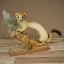 Ermine Weasel Winter/Summer Coat Molting Height 26 cm Taxidermy Specimen 89.1.58