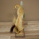 Ermine Weasel Winter/Summer Coat Molting Height 26 cm Taxidermy Specimen 89.1.58