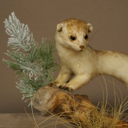 Ermine Weasel Winter/Summer Coat Molting Height 26 cm Taxidermy Specimen 89.1.58