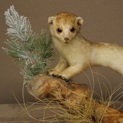 Ermine Weasel Winter/Summer Coat Molting Height 26 cm Taxidermy Specimen 89.1.58