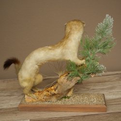 Ermine Weasel Winter/Summer Coat Molting Height 26 cm Taxidermy Specimen 89.1.58