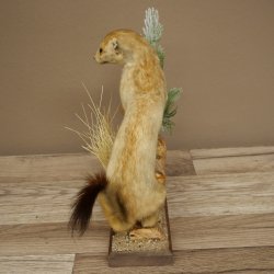 Ermine Weasel Winter/Summer Coat Molting Height 26 cm Taxidermy Specimen 89.1.58