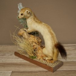 Ermine Weasel Winter/Summer Coat Molting Height 26 cm Taxidermy Specimen 89.1.58