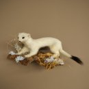 Ermine Weasel Winter Fur, Height 14 cm, Taxidermy...