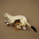 Ermine Weasel Winter Fur, Height 14 cm, Taxidermy Specimen 89.1.59