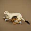 Ermine Weasel Winter Fur, Height 14 cm, Taxidermy Specimen 89.1.59