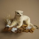 Ermine Weasel Winter Fur, Height 14 cm, Taxidermy Specimen 89.1.59
