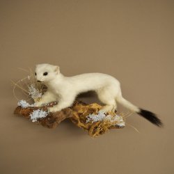 Ermine Weasel Winter Fur, Height 14 cm, Taxidermy Specimen 89.1.59