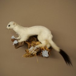 Ermine Weasel Winter Fur, Height 14 cm, Taxidermy Specimen 89.1.59