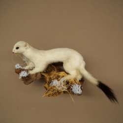 Ermine Weasel Winter Fur, Height 14 cm, Taxidermy Specimen 89.1.59