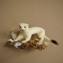 Ermine Weasel Winter Fur, Height 14 cm, Taxidermy Specimen 89.1.59