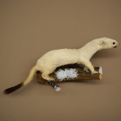 Ermine Weasel Winter Fur, Height 12 cm, Taxidermy Specimen 89.1.60