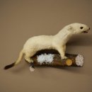 Ermine Weasel Winter Fur, Height 12 cm, Taxidermy Specimen 89.1.60