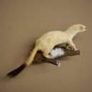 Ermine Weasel Winter Fur, Height 12 cm, Taxidermy Specimen 89.1.60