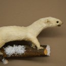 Ermine Weasel Winter Fur, Height 12 cm, Taxidermy Specimen 89.1.60