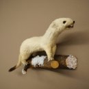 Ermine Weasel Winter Fur, Height 12 cm, Taxidermy Specimen 89.1.60
