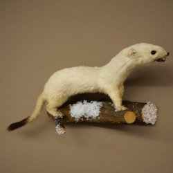 Ermine Weasel Winter Fur, Height 12 cm, Taxidermy Specimen 89.1.60