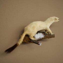 Ermine Weasel Winter Fur, Height 12 cm, Taxidermy Specimen 89.1.60