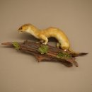 Hermelijn, grote wezel, zomervacht, opgezette exemplaar, hoogte 15 cm, opgezette dieren 89.2.96