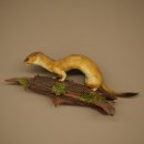 Hermelijn, grote wezel, zomervacht, opgezette exemplaar, hoogte 15 cm, opgezette dieren 89.2.96