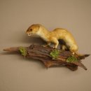 Hermelijn, grote wezel, zomervacht, opgezette exemplaar, hoogte 15 cm, opgezette dieren 89.2.96