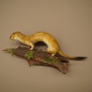 Hermelijn, grote wezel, zomervacht, opgezette exemplaar, hoogte 15 cm, opgezette dieren 89.2.96